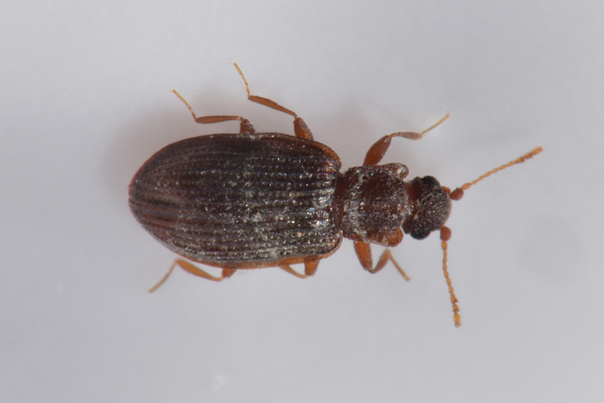 Latridiidae: Stephostethus sp?  S, S. angusticollis e Latridius minutus (cfr.)